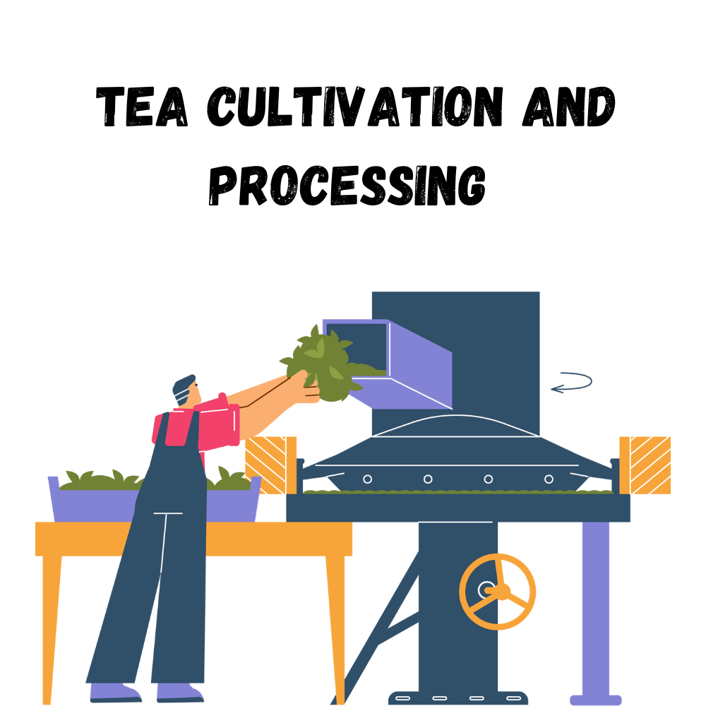 Tea-Cultivation-and-Processing